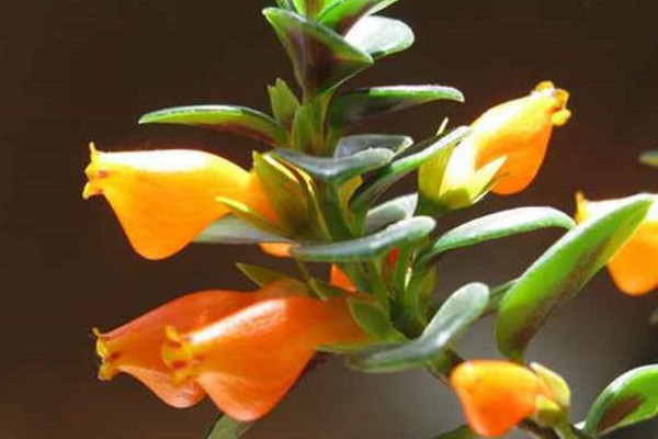 金魚吊蘭怎么繁殖，播種繁殖/分株繁殖/扦插繁殖