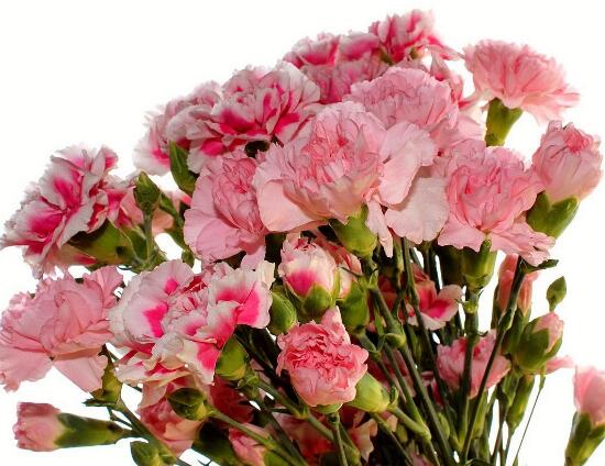 康乃馨什么時候開花，康乃馨的花期多長