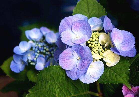 藍(lán)繡球花語是什么，代表著背叛、見異思遷(純凈)