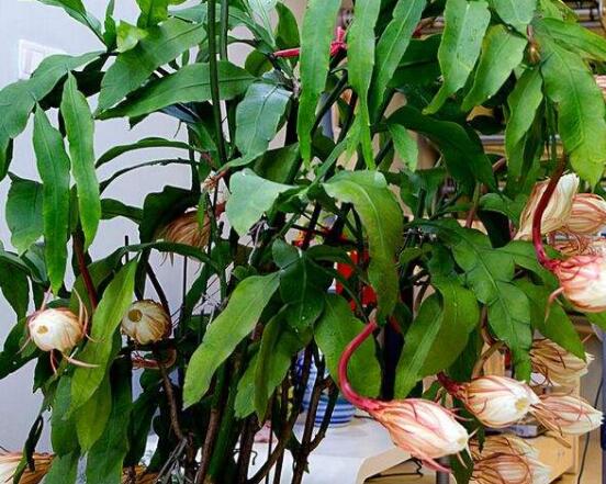 曇花的繁殖方法，盤(pán)點(diǎn)最常見(jiàn)的三種繁殖方法(扦插/播種/嫁接)