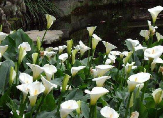 馬蹄蓮夏天怎么養(yǎng)，做好這五個(gè)要點(diǎn)安然度夏