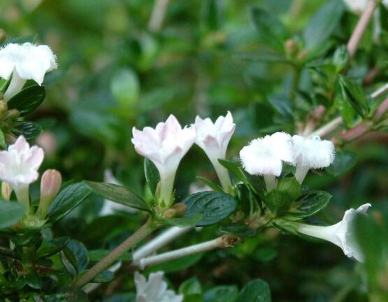 六月雪怎么澆水，六月雪澆水方法