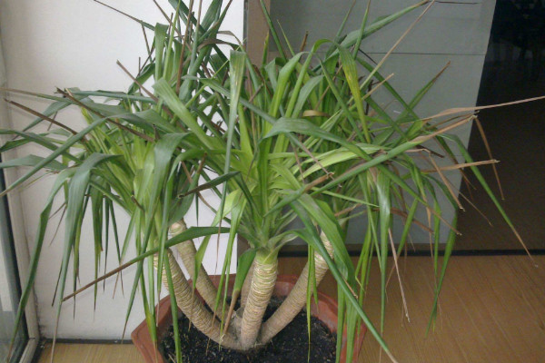 龍血樹葉子發(fā)黃怎么辦，增加光照/調(diào)節(jié)水分/提升室溫等