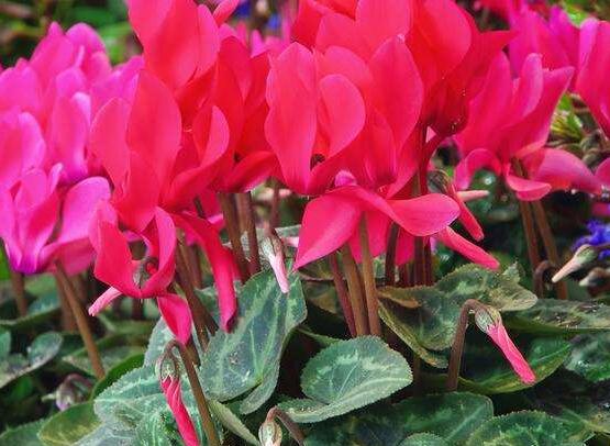 仙客來葉子嚴重發(fā)黃，老農(nóng)總結(jié)最直觀三種解決辦法