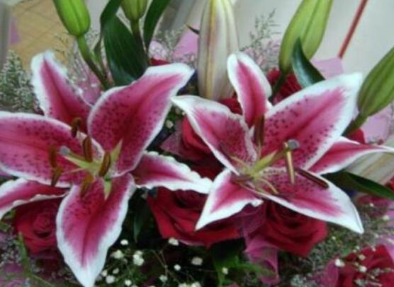 香水百合種植技術，土壤種球消毒/種入土深8-10厘米