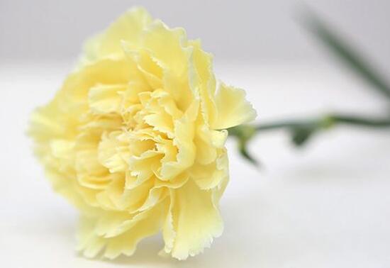 康乃馨花語是什么，康乃馨是送給什么人的