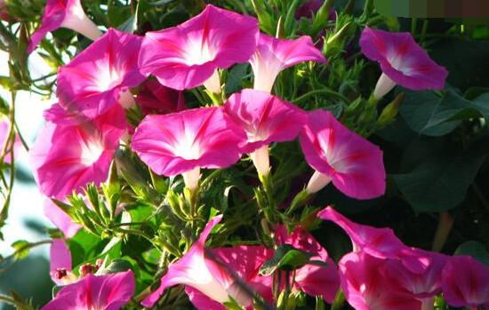 牽牛花怎么施肥，牽牛花施肥方法