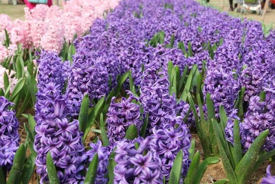 風信子怎么養(yǎng)，風信子養(yǎng)殖方法