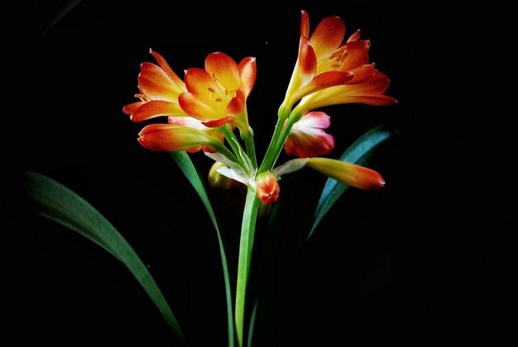 君子蘭葉子發(fā)黃腐爛該怎么辦，要從澆水過(guò)多和施肥過(guò)多等原因追查