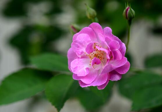 薔薇花盆栽如何養(yǎng)，薔薇花盆栽養(yǎng)殖方法