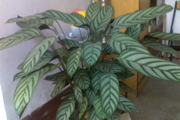 竹芋葉子發(fā)黃怎么辦