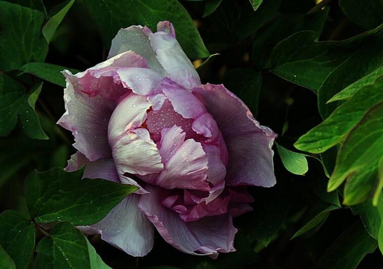 牡丹花送人意義，不同顏色的花有著不同的寓意