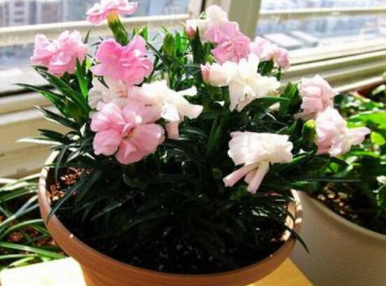 康乃馨種子怎么種植，做好六個(gè)步驟即可快速生根發(fā)芽