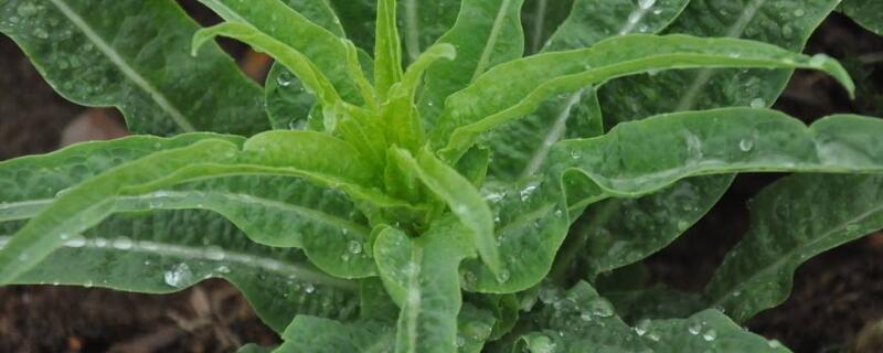 萵筍什么時(shí)候成熟