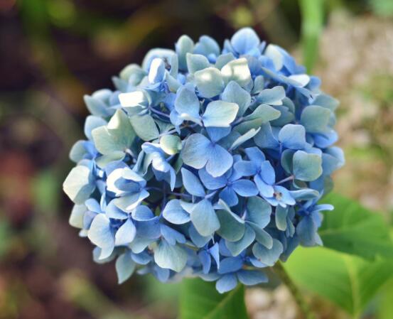 藍(lán)繡球花語是什么，代表著背叛、見異思遷(純凈)