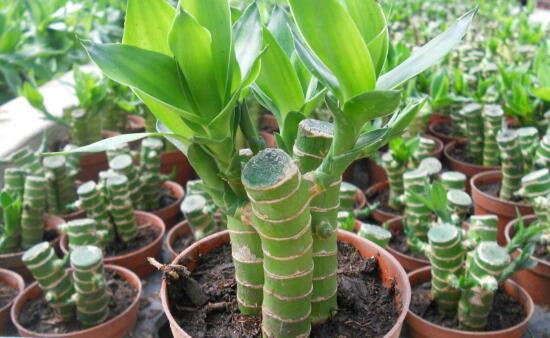 富貴竹花語是什么，富貴竹養(yǎng)幾根才最好