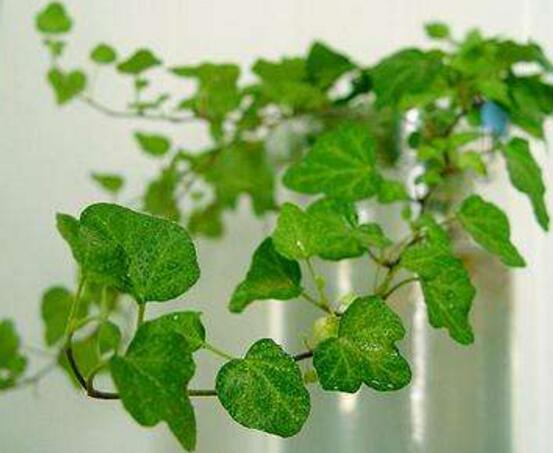 常青藤多久澆一次水，見干見濕原則保持盆土濕潤