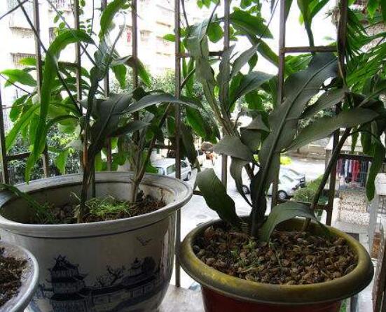 曇花扦插方法圖解，擇兩年生20-30厘米插蕙、扦插土壤深度1/3