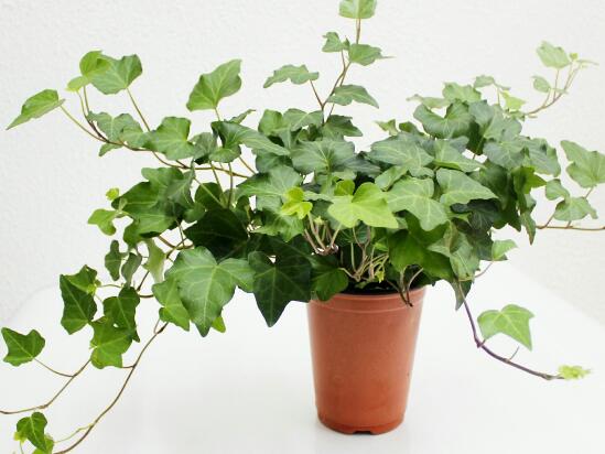 常春藤有毒嗎，常春藤可以放臥室嗎