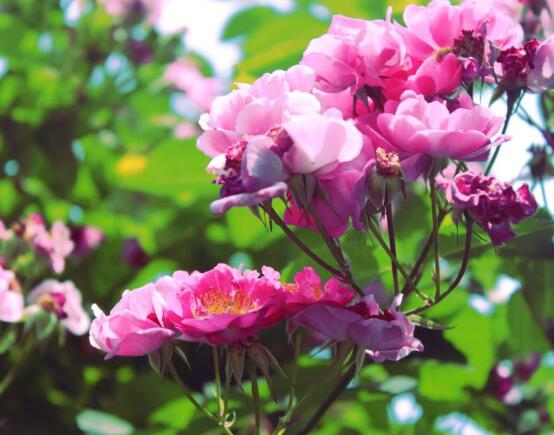 藤本月季和薔薇的區(qū)別，刺大的是藤本月季（三種區(qū)別方法）