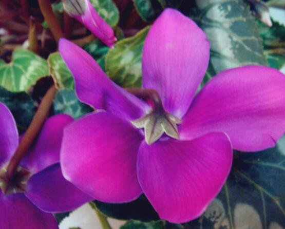 仙客來(lái)的花期是什么時(shí)候，每年冬季含苞盛放(12月至5月)