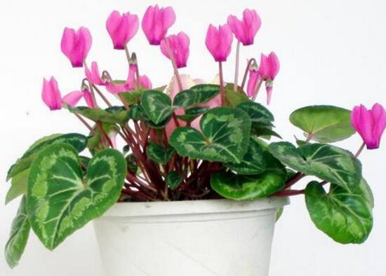 仙客來用什么土養(yǎng)好，仙客來能用松針土養(yǎng)嗎