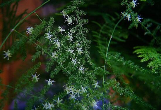 文竹會開花嗎，文竹開花有什么兆頭/很難開花