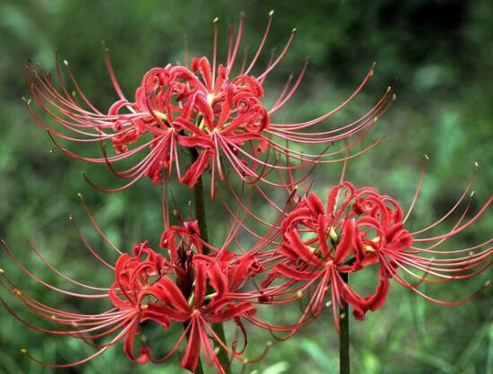 彼岸花的傳說與花語，代表著優(yōu)美的純潔、相互思念