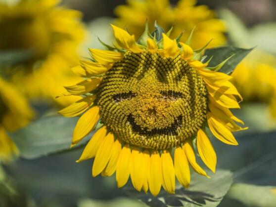 向日葵象征著什么意思，講述四種象征意義/寓意美好