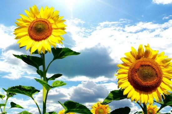 向日葵怎么養(yǎng)，向日葵的養(yǎng)殖方法和注意事項(xiàng)