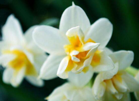 水仙花怎么修剪，水仙花修剪方法