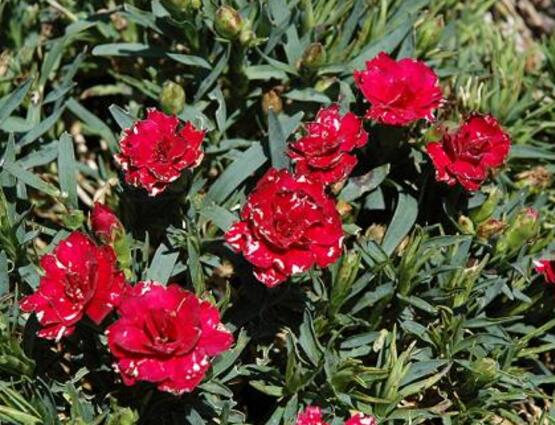 紅色康乃馨代表什么，是對母親的愛、感激和祝福