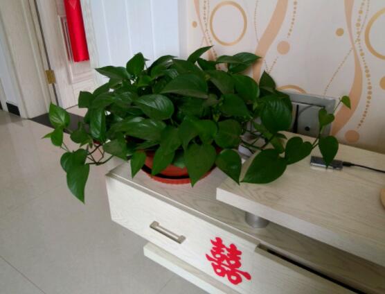 綠蘿能除甲醛嗎，能/凈化空氣、利于身心健康