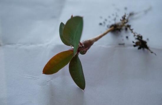 虎刺梅的繁殖方法，教你兩種最常用的繁殖方法(扦插與組培)