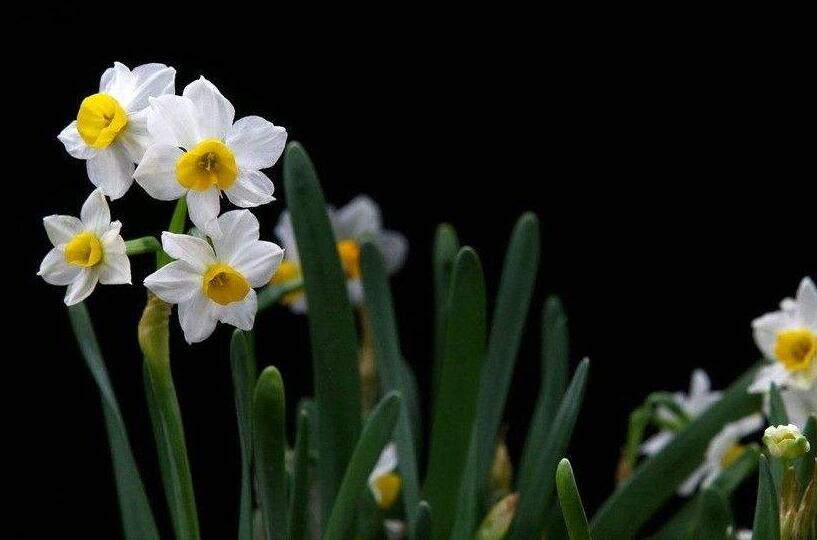 水仙花有什么用處，極具觀賞價值和藥用價值