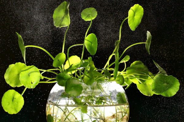 銅錢草種子怎么水培，先催根出苗后再移到水培環(huán)境中