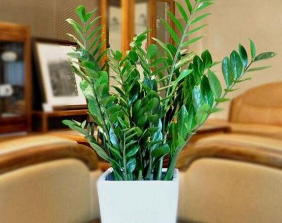 金錢樹(shù)的管理方法，教你五個(gè)最佳管理方法