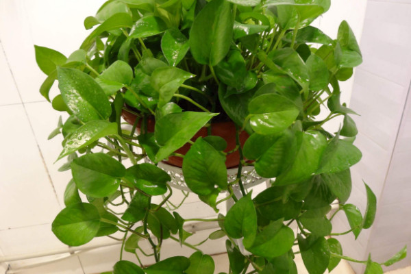 綠蘿幾月份扦插最好，4~8月份晴朗日子都可扦插