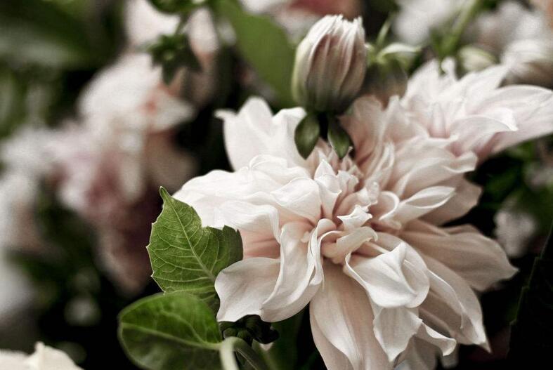 牡丹花有多少品種，按照花瓣細(xì)分有6種分類