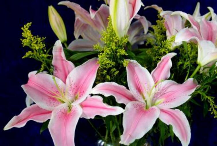 百合花的花語和寓意，不同顏色的寓意和花語都不同