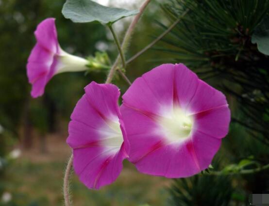 牽?；麊?，提升家運(yùn)，招財(cái)納氣