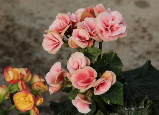 麗格海棠花的養(yǎng)殖方法，老總總結(jié)出最實(shí)用六大基本步驟