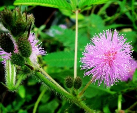 含羞草的作用與功效，預(yù)測地震、消腫止痛