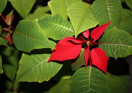 一品紅發(fā)黃掉葉子，盤點最常見的三種原因以及解決方法