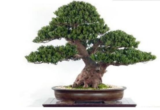 為什么羅漢松慢慢枯萎，做好澆水/保持溫度光照