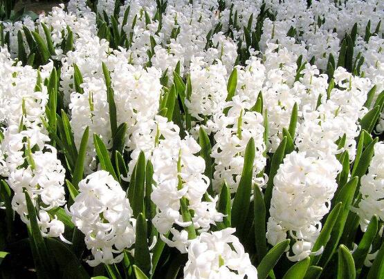 風信子怎么養(yǎng)，風信子養(yǎng)殖方法