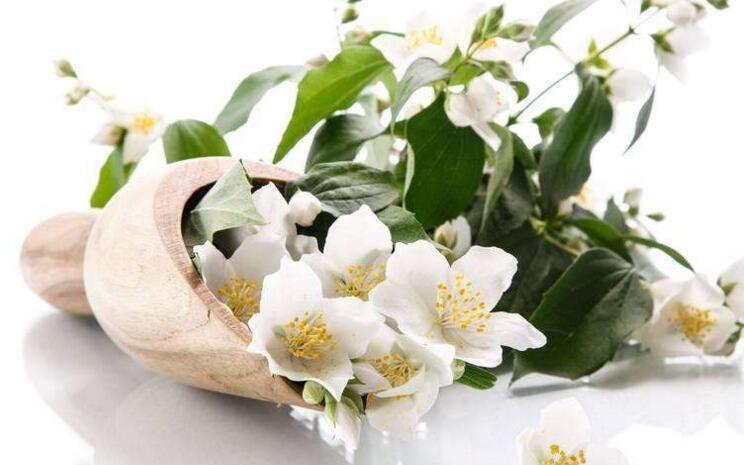 盆栽茉莉修剪方法圖解，時(shí)間不同修剪的方式也不同