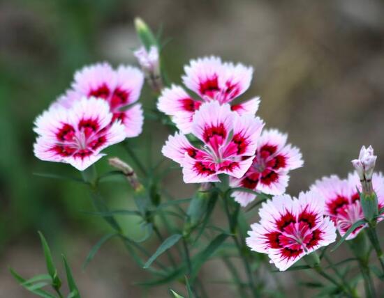 石竹和康乃馨的區(qū)別，三種辨別方法(株高/葉片/花序)