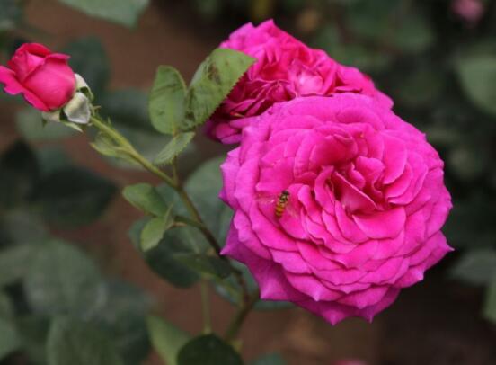 月季花種植技術(shù)，做好這七步生長(zhǎng)的枝繁葉茂