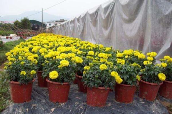 新買的菊花蔫了怎么辦，可能是環(huán)境不適導(dǎo)致